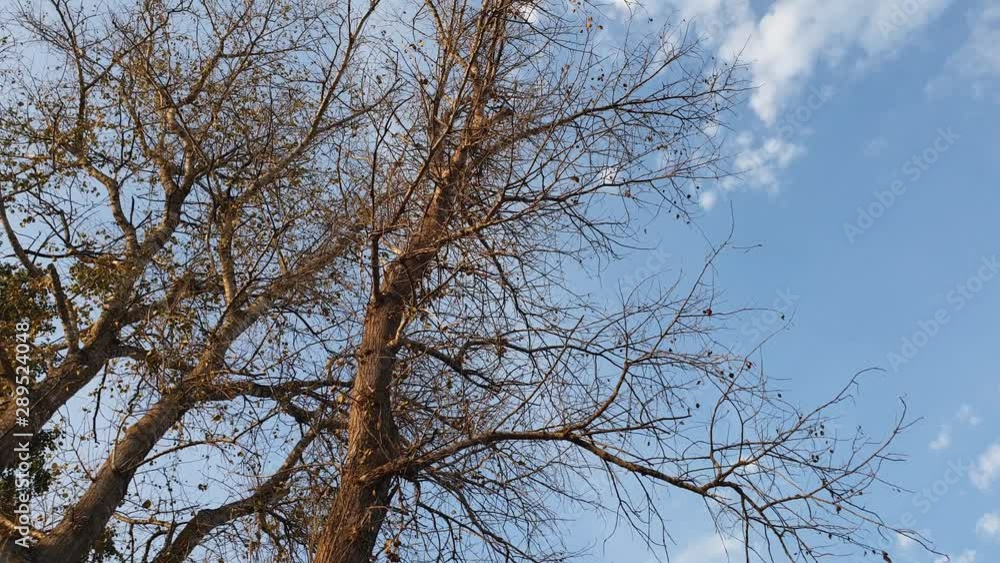 Bare tree branches in the fall. Branches without leaves in the fall. Bare tree branches in the fall. Branches without leaves in the fall.