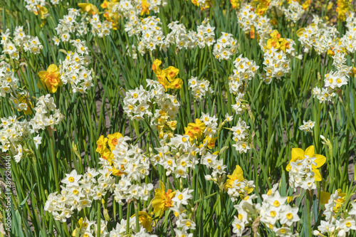 Field with yellow and white daffodils. © Oleg1824f