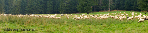 A flock of sheep eats grass in an alpine meadow, against the background of the forest. Panoramic view.