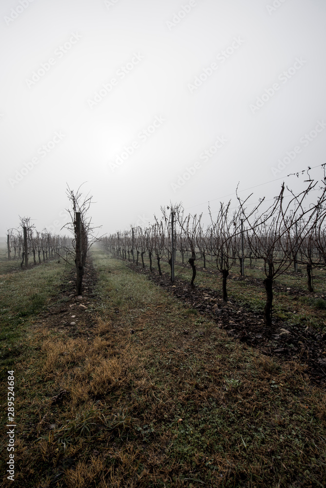 VIGNETO IN INVERNO