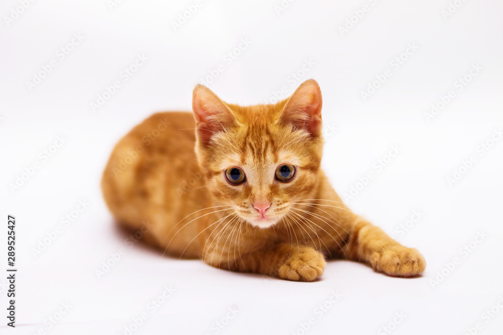 a handsome, cute, red, a small kitten lies on a white backdrop of c large eyes