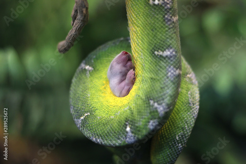 Baby mouse in emerald tree boa grip coil close up photo