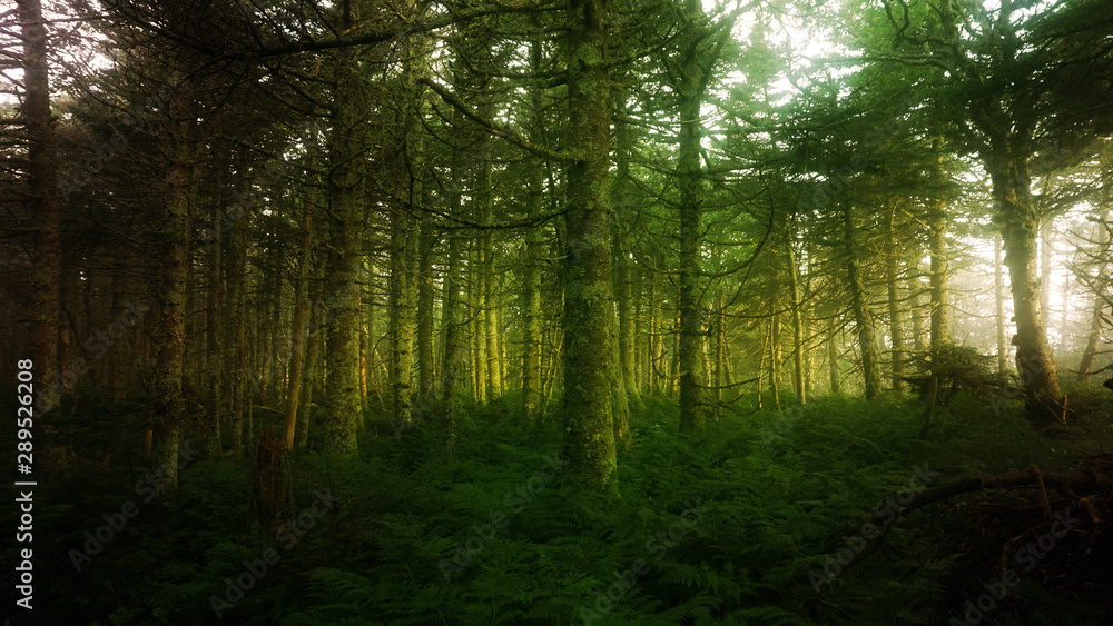 An early morning view of sunlight shining through a misty coniferous forest.