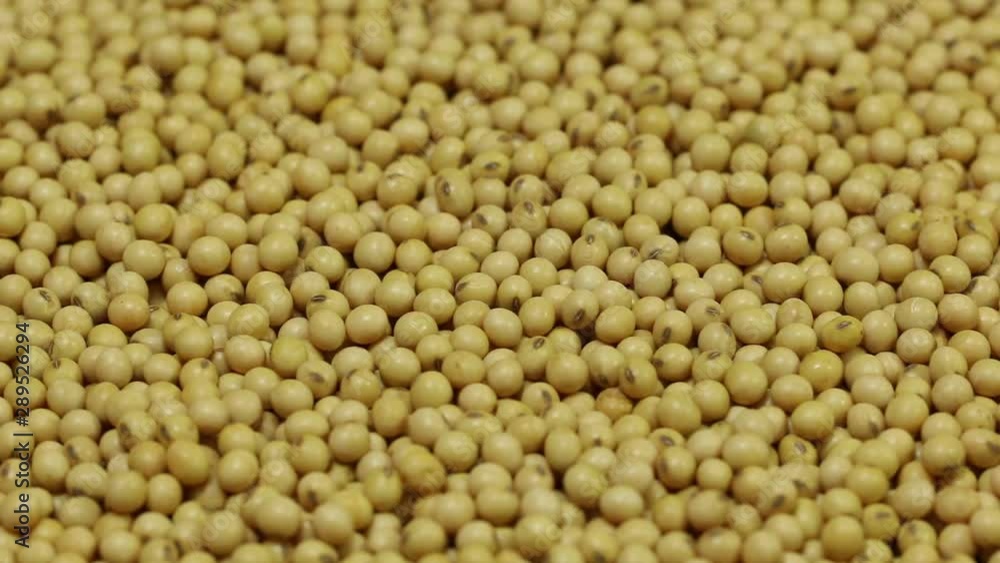 High yield soybean seed, macro detail close up High yield soybean seed, macro detail close up