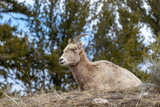 Bighorn Sheep Female