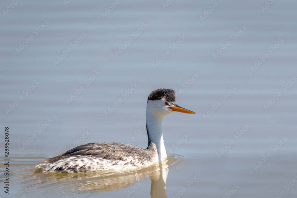 Clarks Grebe Clarks Grebe