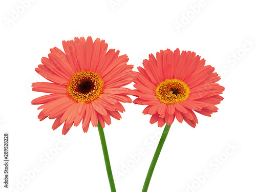 Beautiful red flowers isolated on a white background