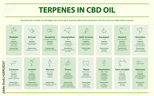 Terpenes in CBD Oil with Structural Formulas horizontal infographic illustration about cannabis as herbal alternative medicine and chemical therapy, healthcare and medical science vector.