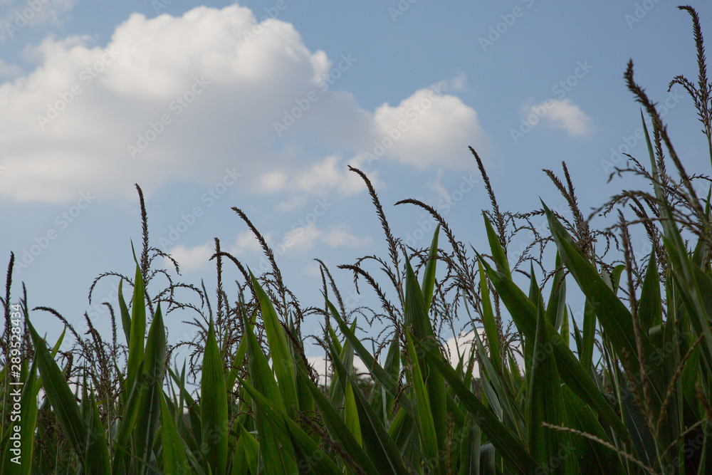 Fototapeta premium Maisfeld /corn field
