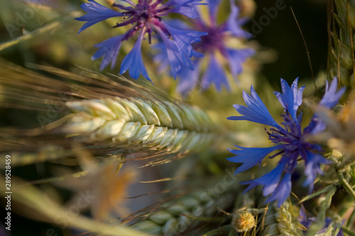 spikelets and cornflowers