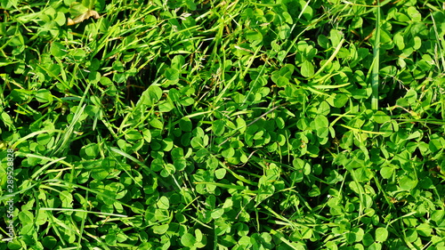 green fine grass top view texture background for texturing 3D graphics