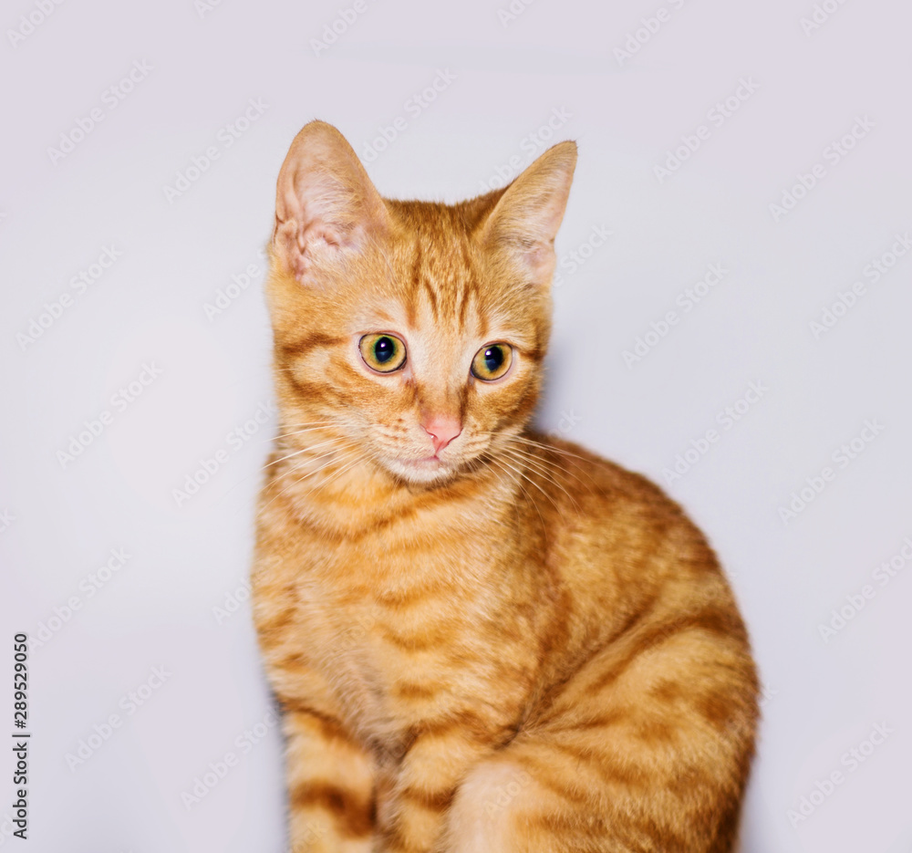 Red, cute kitten sitting on a white background, close-up.