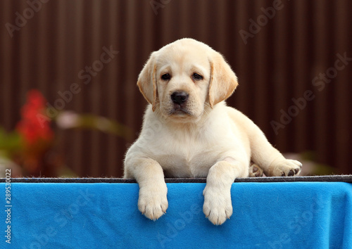 the labrador puppy on a blue background © yarvet