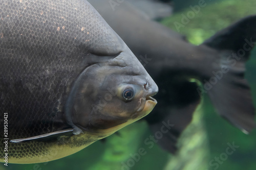 Fototapeta Naklejka Na Ścianę i Meble -  The tambaqui (Colossoma macropomum) is a large species of freshwater fish in the  South America also known by the names black pacu, black-finned pacu, giant pacu, cachama, gamitana