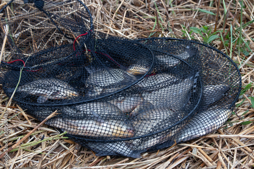 good catch of crucian carp in the keepnet