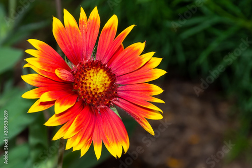 Gaillardia pulchella  firewheel  Indian blanket  Indian blanketflower  or sundance  flower in the sunshine in Ontario  Canada. Copy space right.