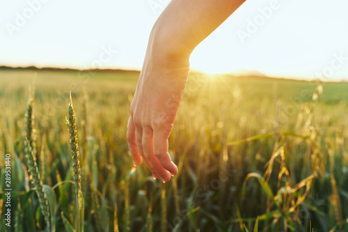 young woman hands in field of wheat © SHOTPRIME STUDIO