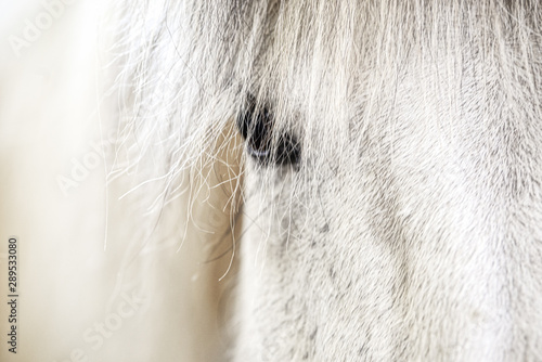 Close-up of a white hair icelandic horse head close-up