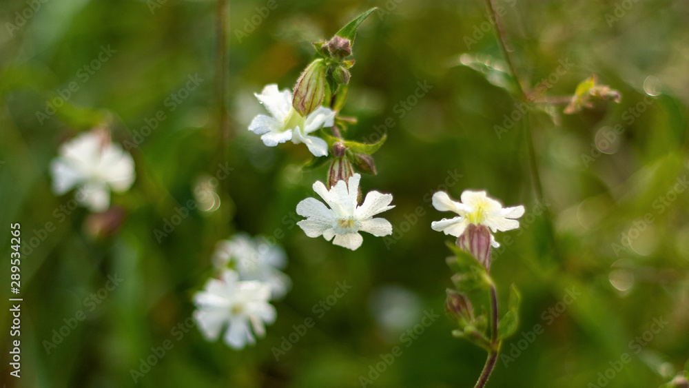 Natural background with white wildflowers in dewdrops and blurred summer greens. Natural background with white wildflowers in dewdrops and blurred summer greens.