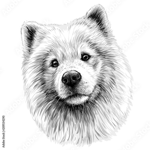 Portrait of a dog of the Samoyed breed.