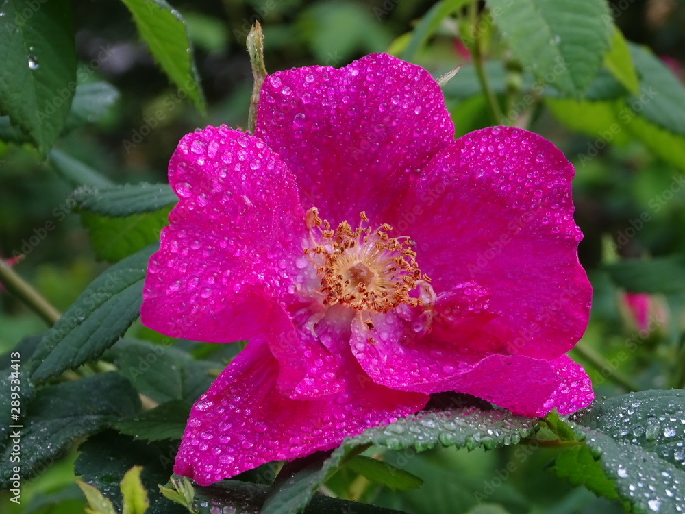 pink wild rose with rain drops in nature