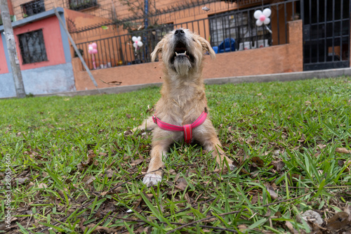 dog looking sky  photo