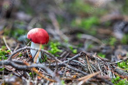 Edible mushrooms. Russula in the forest. A small mushroom with a red hat on a coniferous litter.