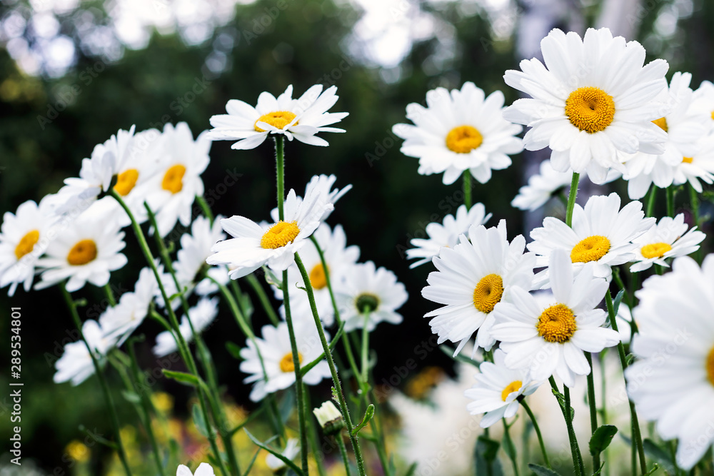 Fototapeta premium Blooming white varietal daisies in the garden