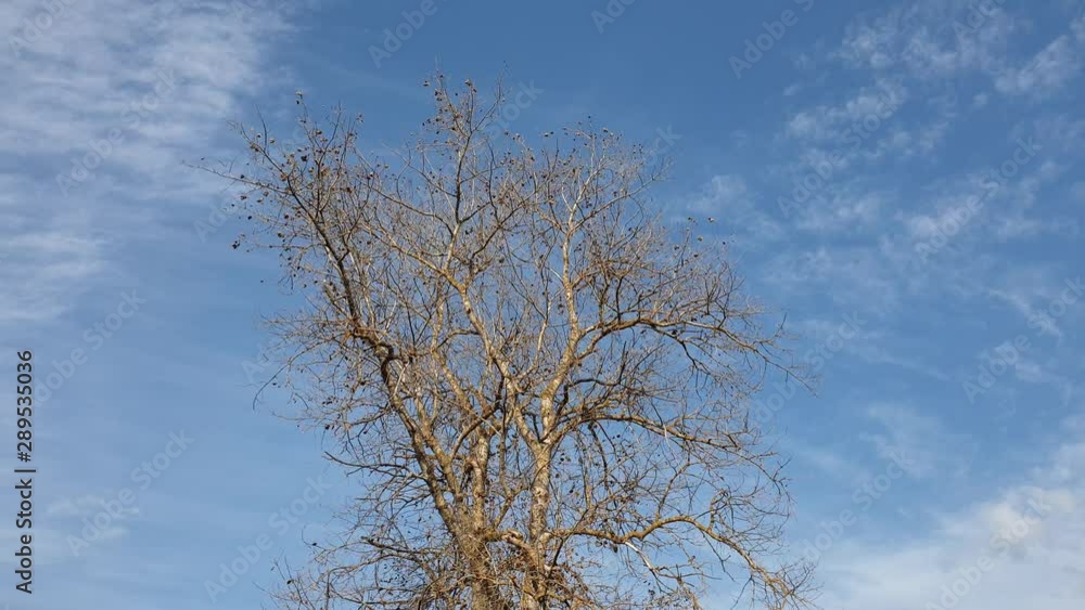 Bare tree branches in the fall. Branches without leaves in the fall. Bare tree branches in the fall. Branches without leaves in the fall.