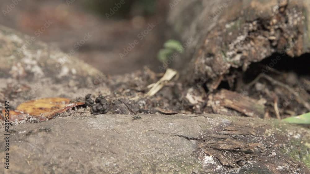 ants on a rock slow motion nature cinematic ants on a rock slow motion nature cinematic
