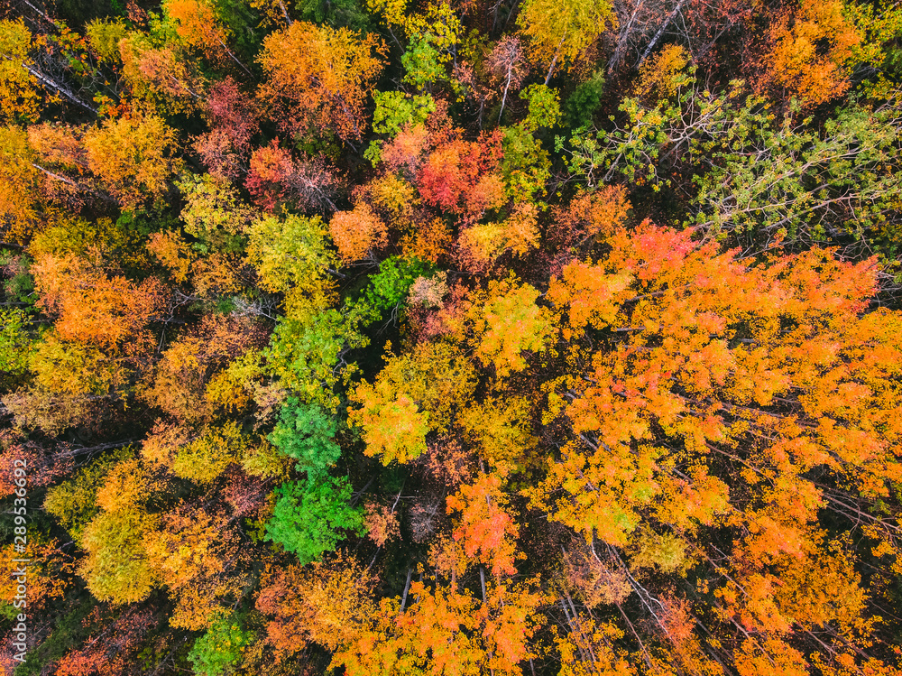 Aerial top view beautiful autumn forest with yellow and red trees Aerial top view beautiful autumn forest with yellow and red trees