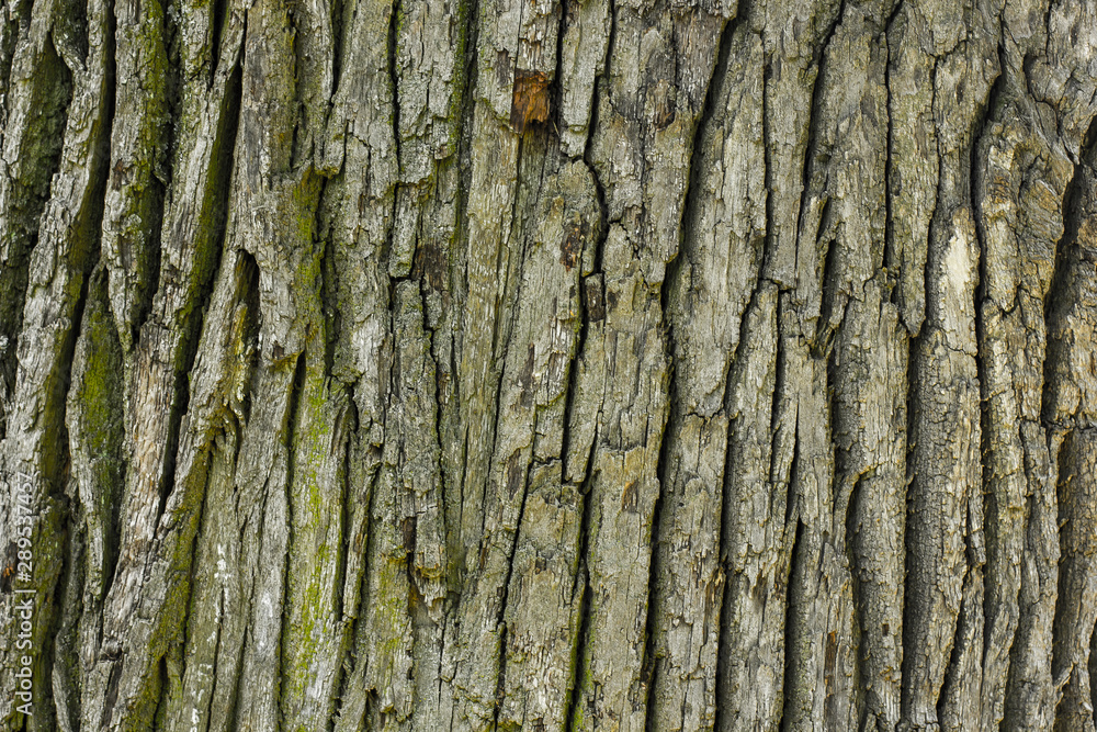 Old oak Wood Tree Texture Background Pattern Old oak Wood Tree Texture Background Pattern
