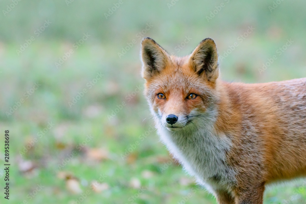 Portrait of a red fox (Vulpes vulpes) in natural environment. Amsterdamse waterleiding duinen in the Netherlands. Writing space.