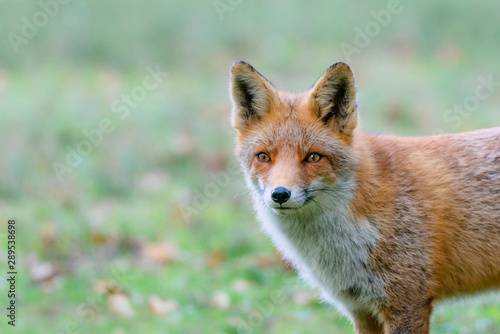 Portrait of a red fox (Vulpes vulpes) in natural environment. Amsterdamse waterleiding duinen in the Netherlands. Writing space.