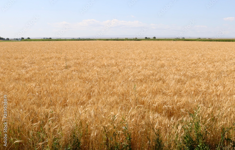 Field of wheat in Idaho on a beautiful summer day