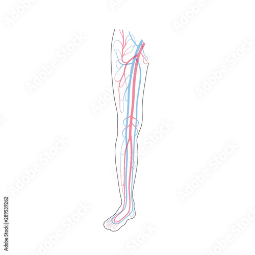 circulatory system anatomy