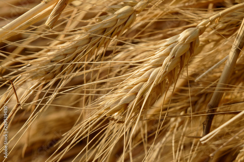 Micro closeup shot of indian wheat which is isolated on field before cleanness.