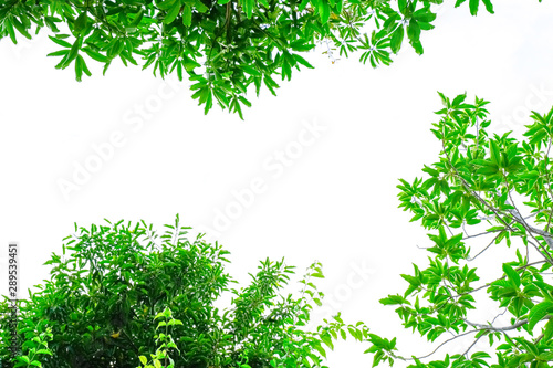 three kind of green tree leaves isolated on white background and copy space for text