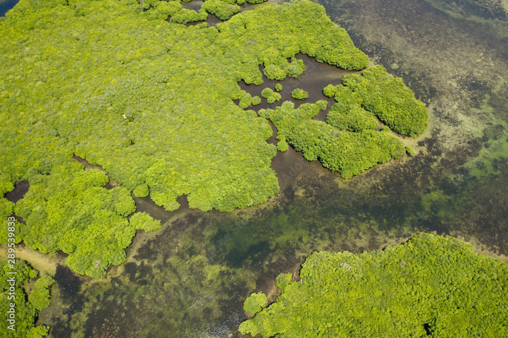 Tropical forest with mangrove trees, the view from the top. Mangroves and rivers. Tropical landscape in a deserted area.