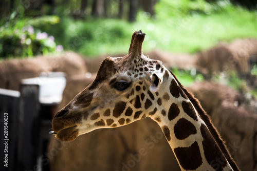 Photography Giraffe