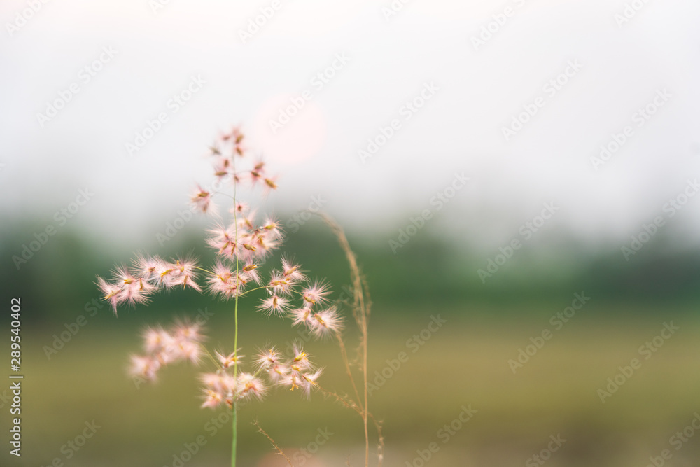 Beautiful grass flower with sun light and bulr background.