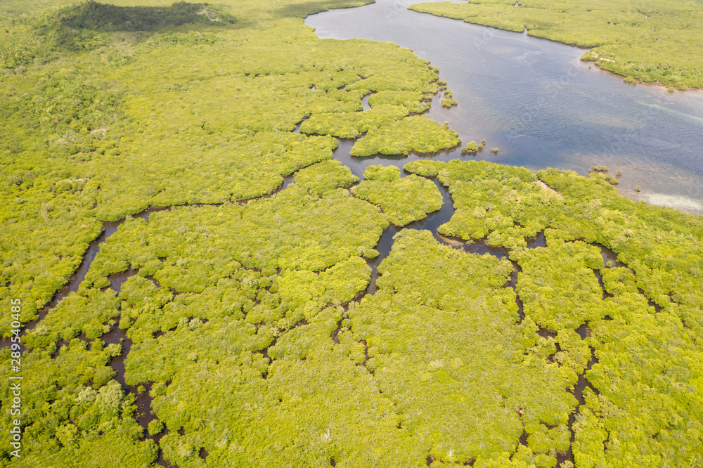 Mangroves, top view. Mangrove forest and winding rivers. Tropical background