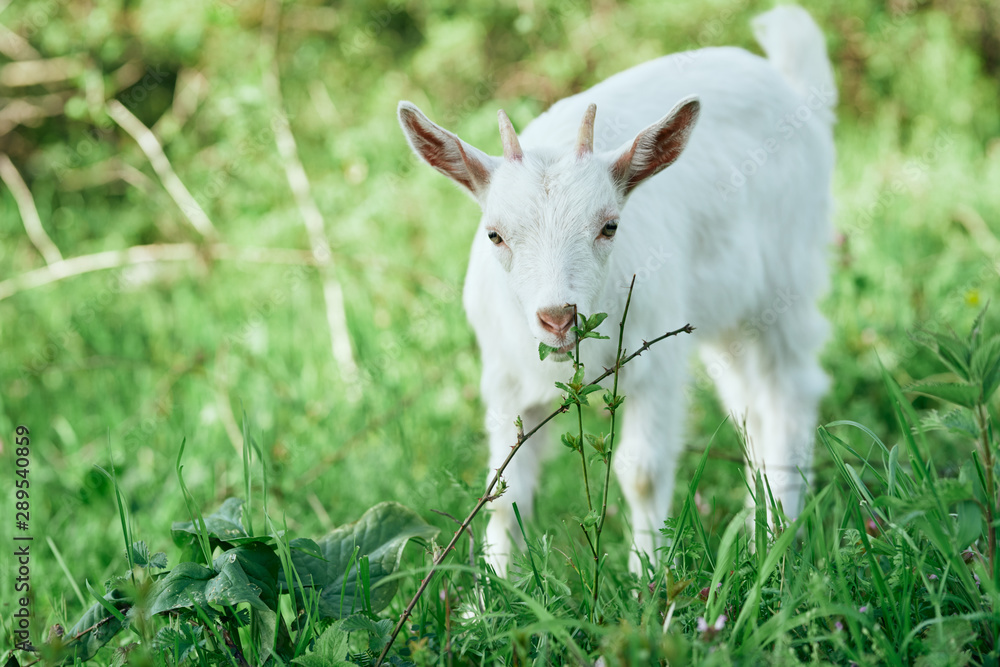 white goat on a meadow white goat on a meadow