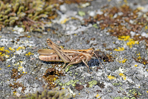 Common field grasshopper / Brauner Grashüpfer (Chorthippus brunneus) photo