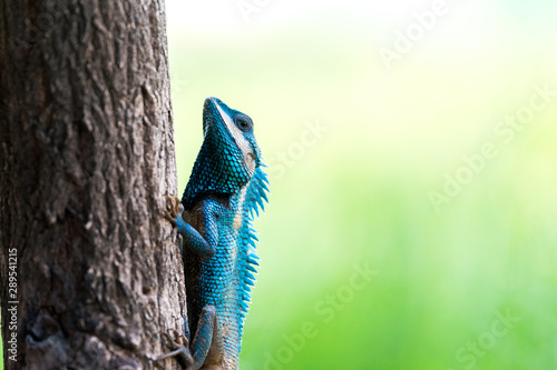 blue lizard climbing a tree on a green background