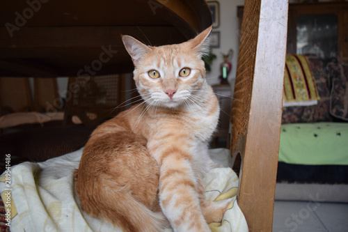 Orange tabby cat alerted and putting attention to something  in front of him, with his eyes wide open and paw on front.