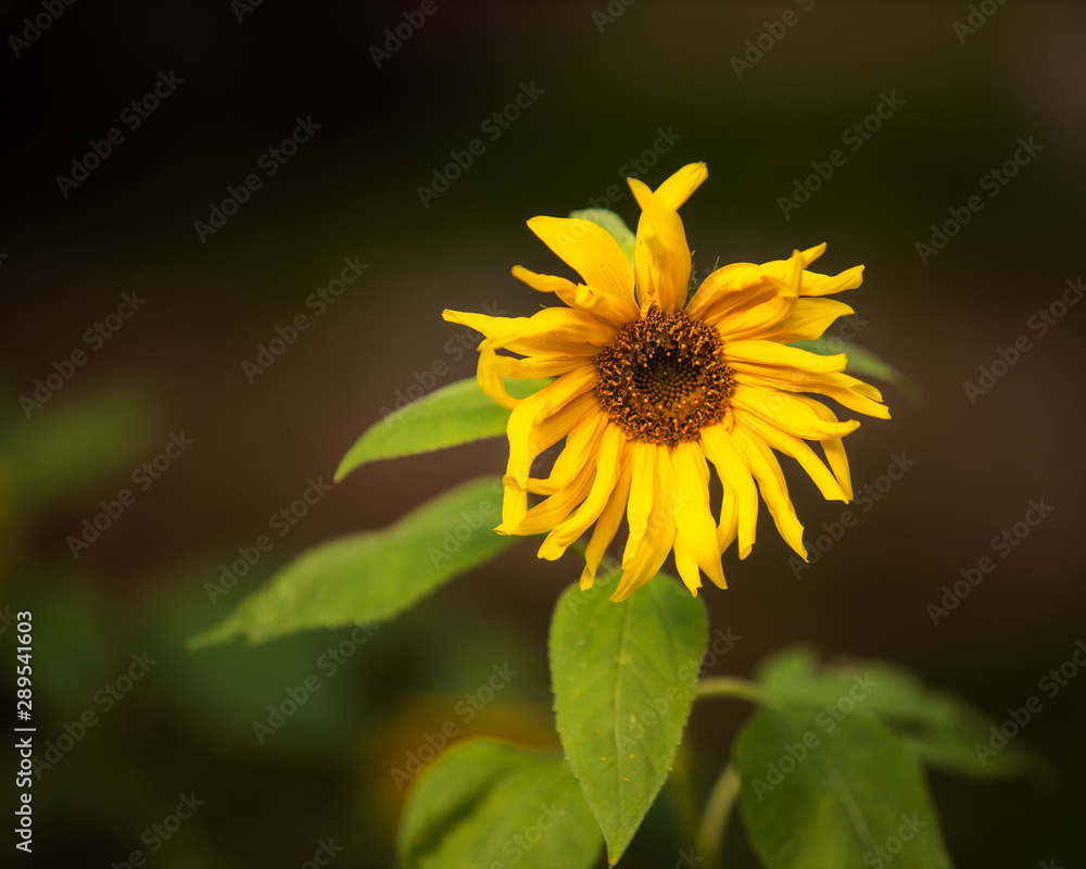 Fototapeta premium sunflower on the dark brown background