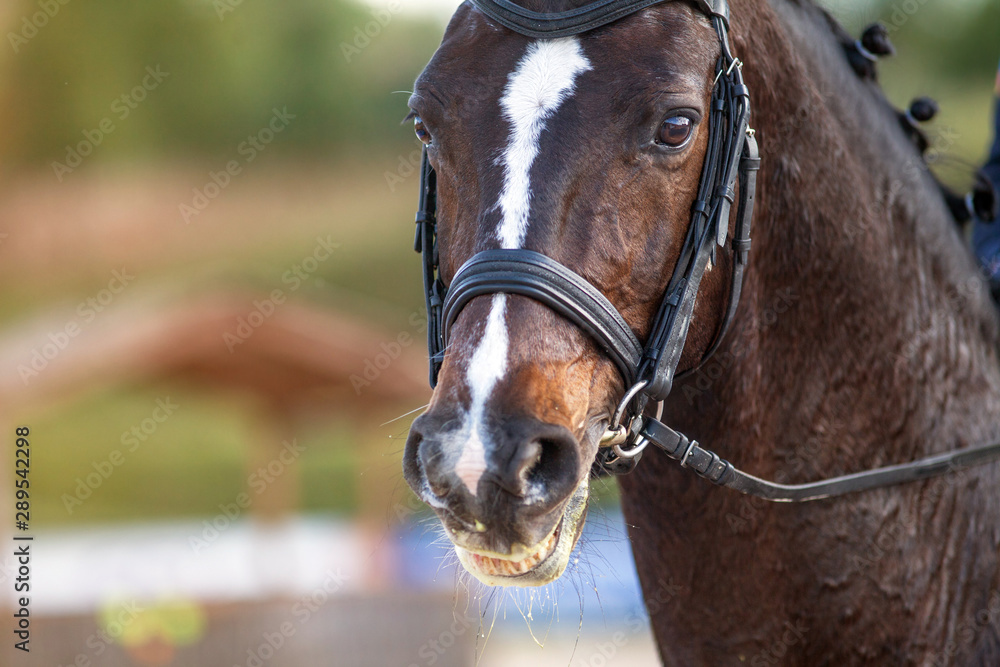 Portrait of a sports brown horse with a bridle.