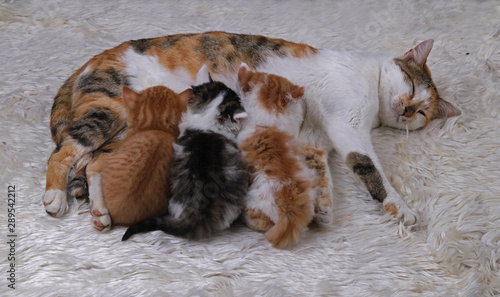 Kittens lying with mother on white plush © mylasa
