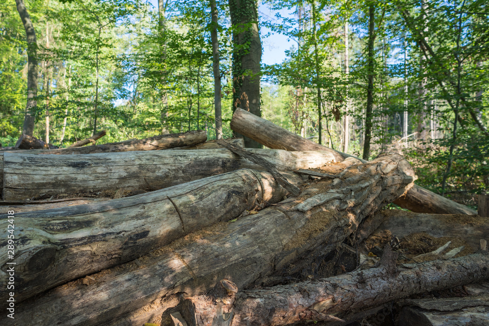 Disordered pile of tree trunks at the forest edge.